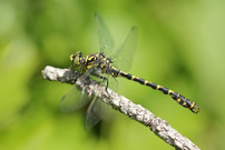 Kleine Zangenlibelle, m