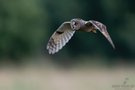 Der Flug der Waldohreule