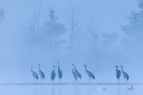 Kraniche im Morgennebel
