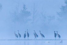 Kraniche im Morgennebel