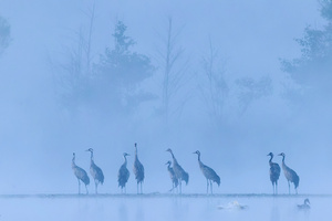 Kraniche im Morgennebel