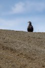 Seeadler