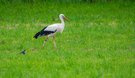Storch und Schwalbe