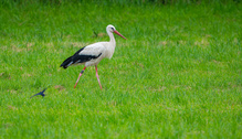 Storch und Schwalbe