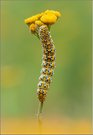 -Symmetrie der Natur-