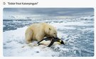 KI-Fake: Eisbär frisst Kaiserpinguin