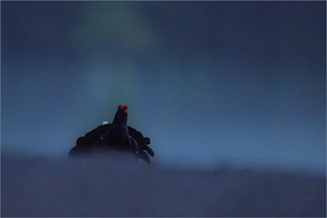 "Darth Vader"
