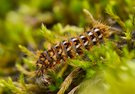 Ausgewachsene Raupe der Ampfer-Rindeneule