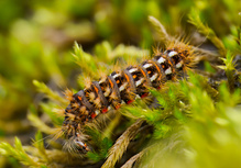 Ausgewachsene Raupe der Ampfer-Rindeneule