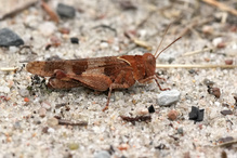 Braune Variante der blauflügeligen Ödlandschrecke