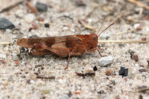 Braune Variante der blauflügeligen Ödlandschrecke