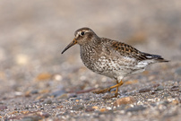Meerstrandläufer