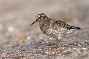 Meerstrandläufer