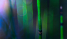 Smaragdwald im Abendlicht