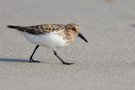 Sanderling