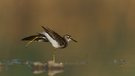 Bruchwasserläufer beim Yoga