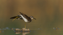 Bruchwasserläufer beim Yoga