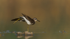Bruchwasserläufer beim Yoga