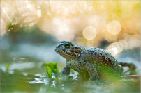 - Bokeh-Träume -