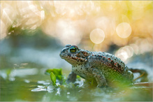 - Bokeh-Träume -