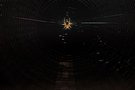 ____spider___