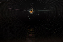 ____spider___
