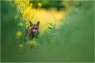 Hase zum Abend