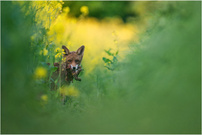 Hase zum Abend