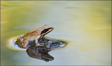 Kein Mückchen auf dem Wasser