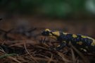 Salamandra salamandra - Feuersalamander