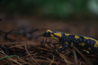 Salamandra salamandra - Feuersalamander