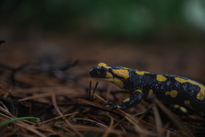 Salamandra salamandra - Feuersalamander