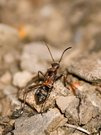 Nymphe von Alydus calcaratus, der Krummfühlerwanze aus der Familie Alydidae. „Rotrückiger Irrwisch“