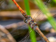 Gabelgriff bei der Große Heidelibellen (Sympetrum striolatum)