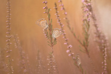 Traumzeit in der Heide