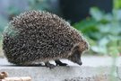 Besuch am frühen Abend ...