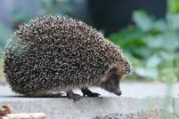 Besuch am frühen Abend ...