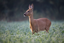 Reh (Capreolus capreolus)