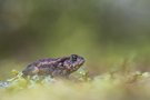 Krötennachwuchs im Wald
