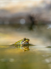 Am Weiher