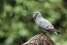 Hohltaube..