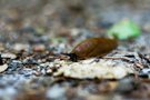 Eine Schnecke im Wald.