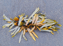 Strandschmuck in Island