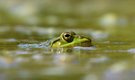 Teichfrosch