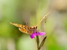 Kleiner Perlmuttfalter (Issoria lathonia)