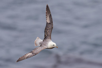 Eissturmvogel