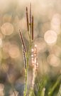 Wiesenkraut im Morgenlicht
