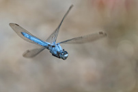 Deine blauen Augen