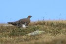 Alpenschneehuhn