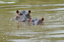 Hippos